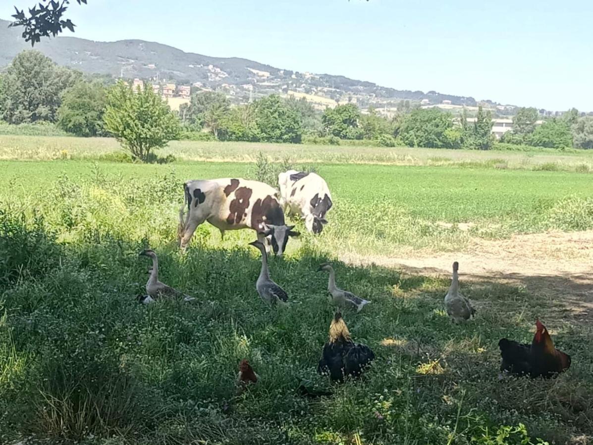 נארני Agriturismo Tenuta Filippi מראה חיצוני תמונה